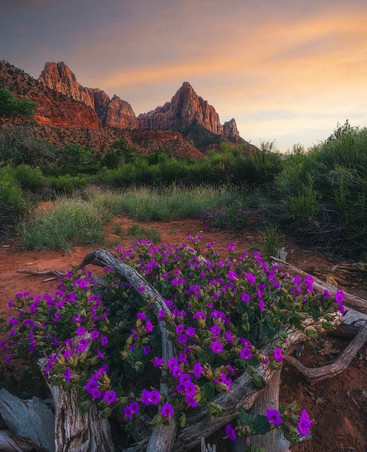 Purple wildflowers in the foreground below Zion's red peaks at dusk