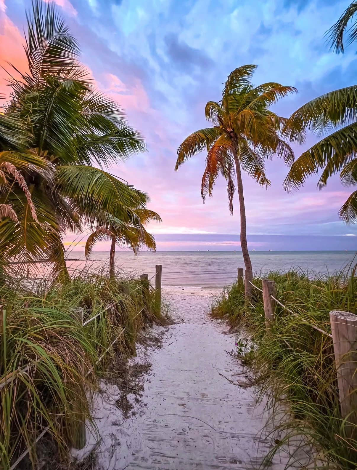 A sandy path between beach grass and palms under a pink evening sky