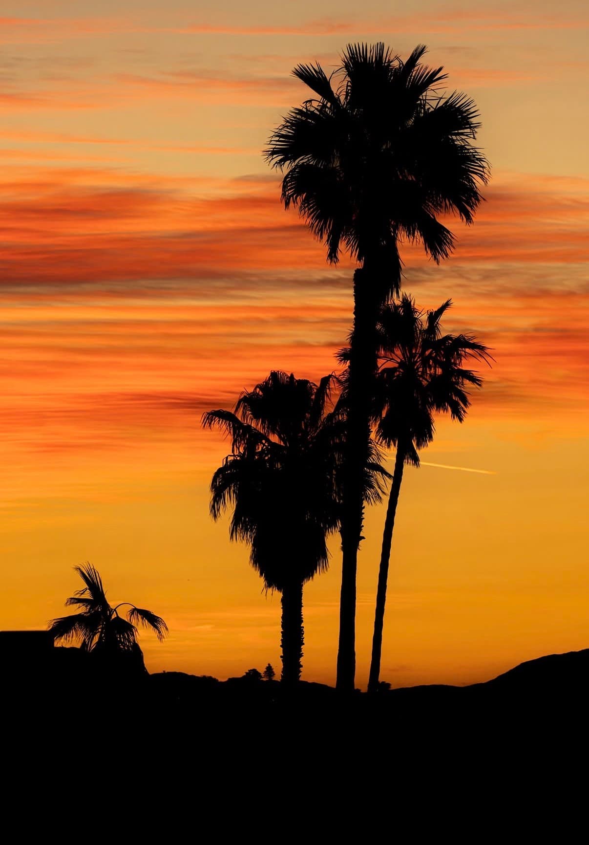 Palm trees silhouetted against an orange sunset sky