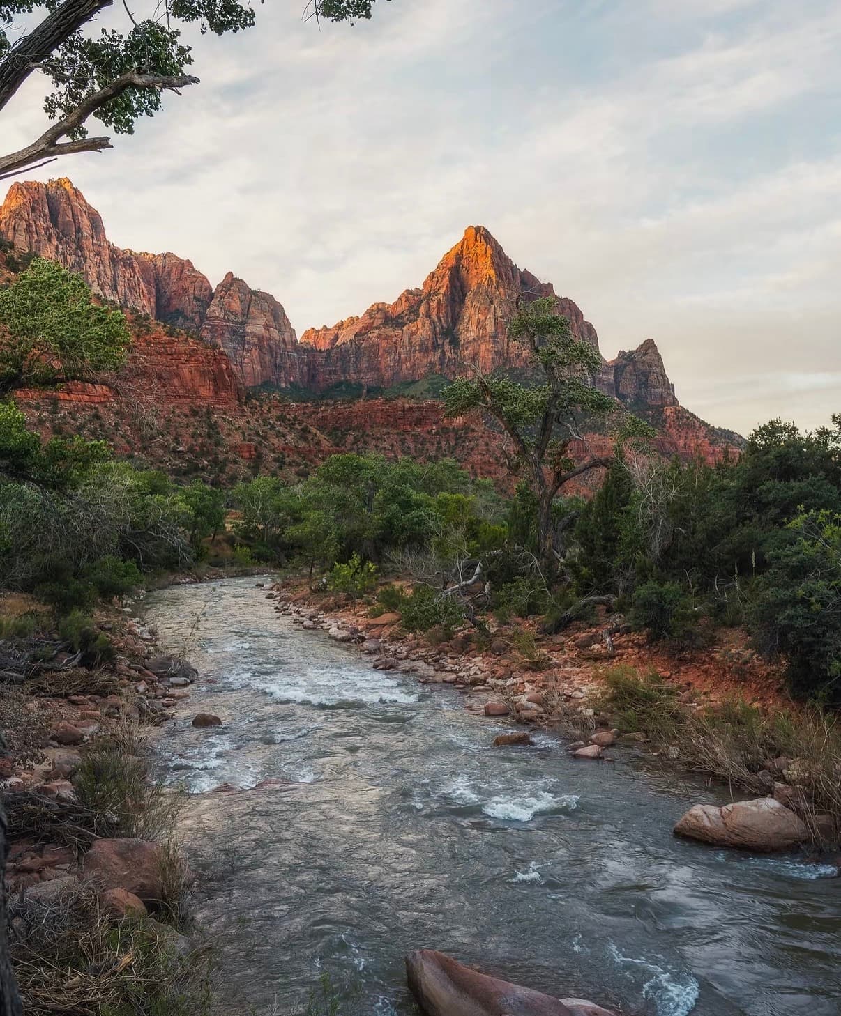 The Virgin River flowing toward the Watchman through green riverbanks