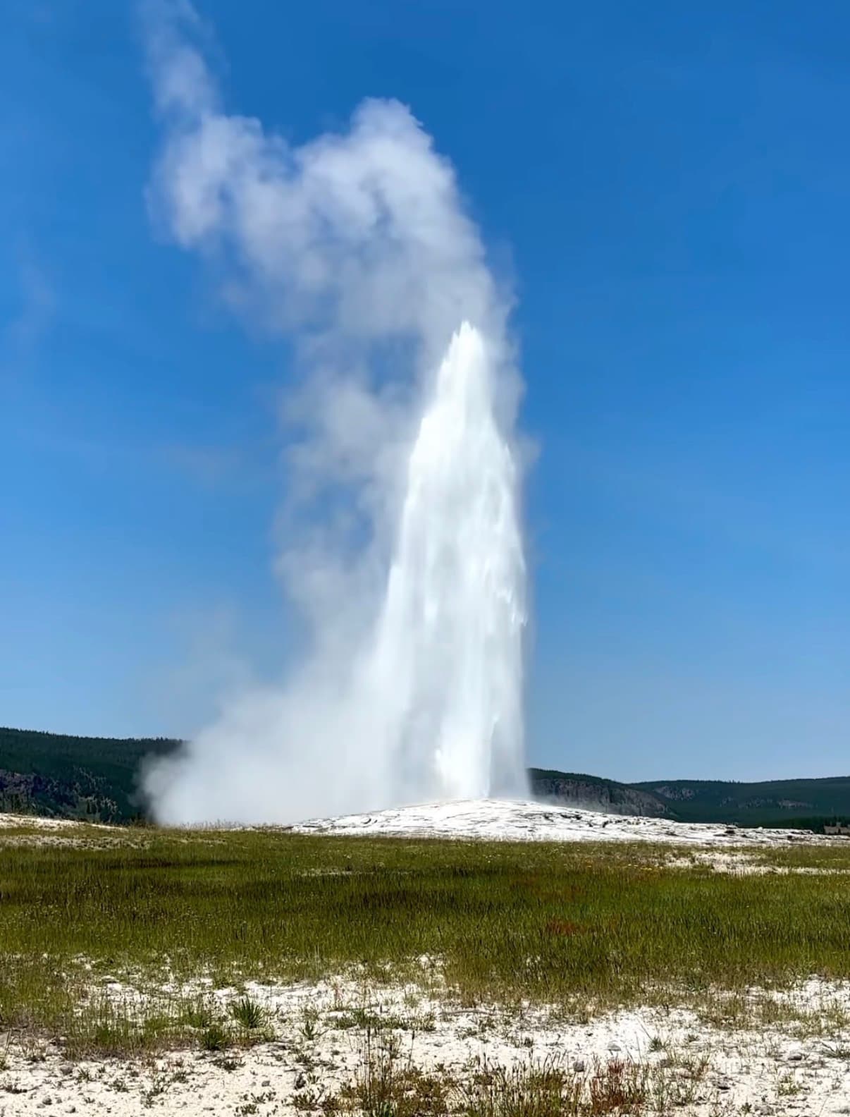 Old Faithful erupting against a clear blue sky