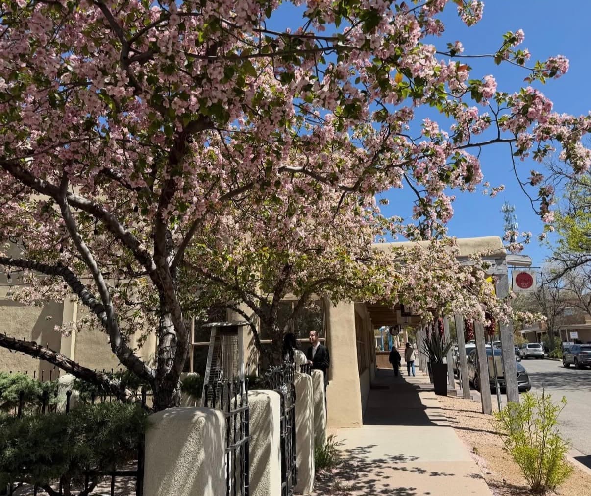 Blossoming trees over an adobe street in Santa Fe