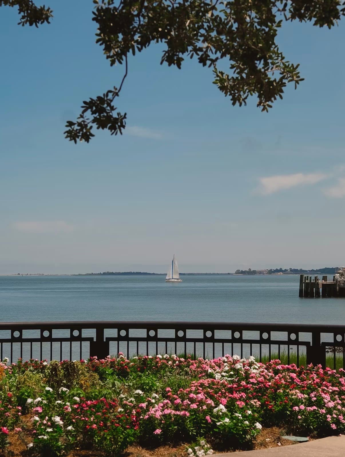 A sailboat on Charleston Harbor beyond a railing and flower beds