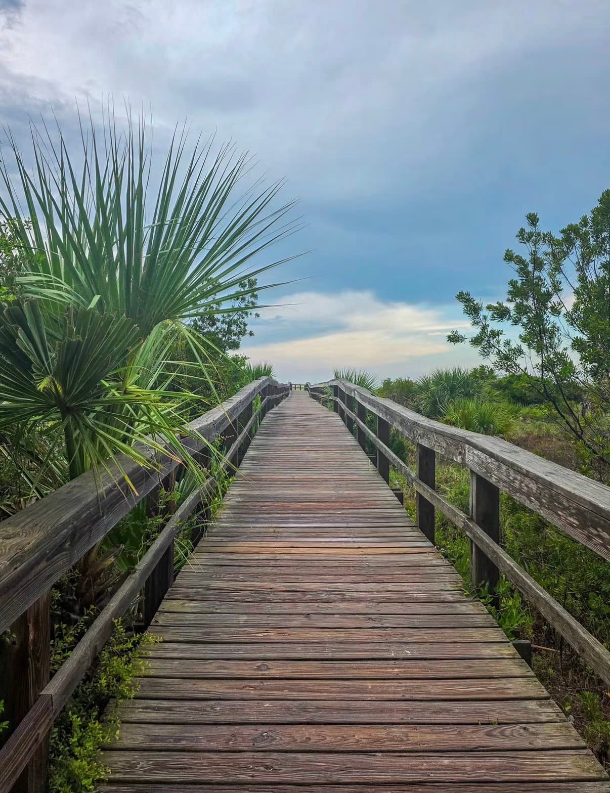 A wooden boardwalk through dune palms toward the beach