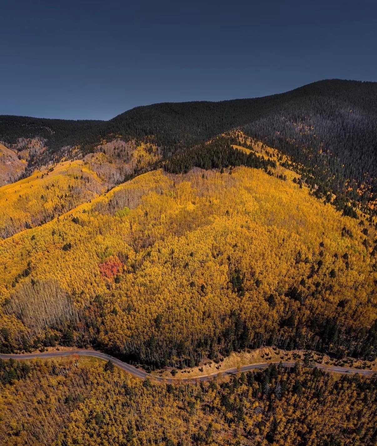 Golden aspens across a mountain slope in autumn