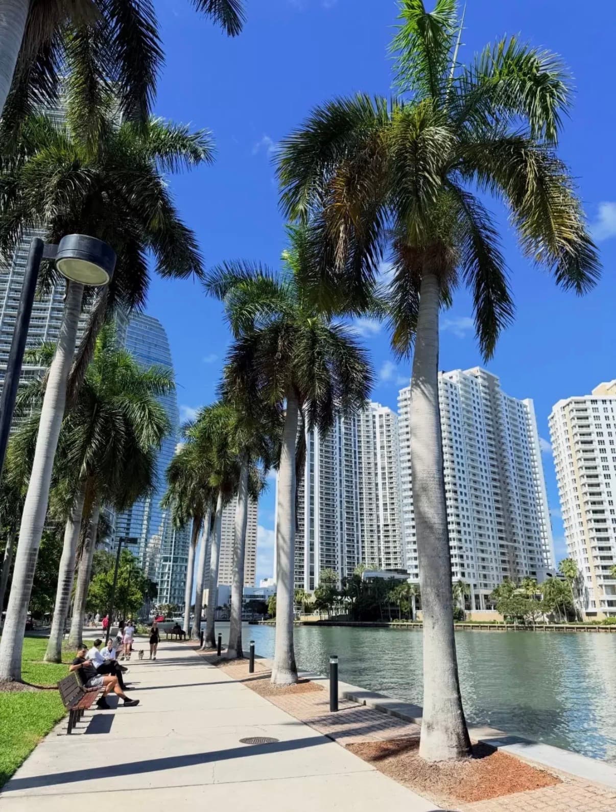 Tall palms along a bayfront walk below Brickell's towers