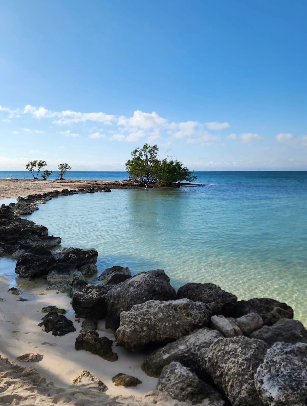 A mangrove islet off a rocky shore in calm clear water