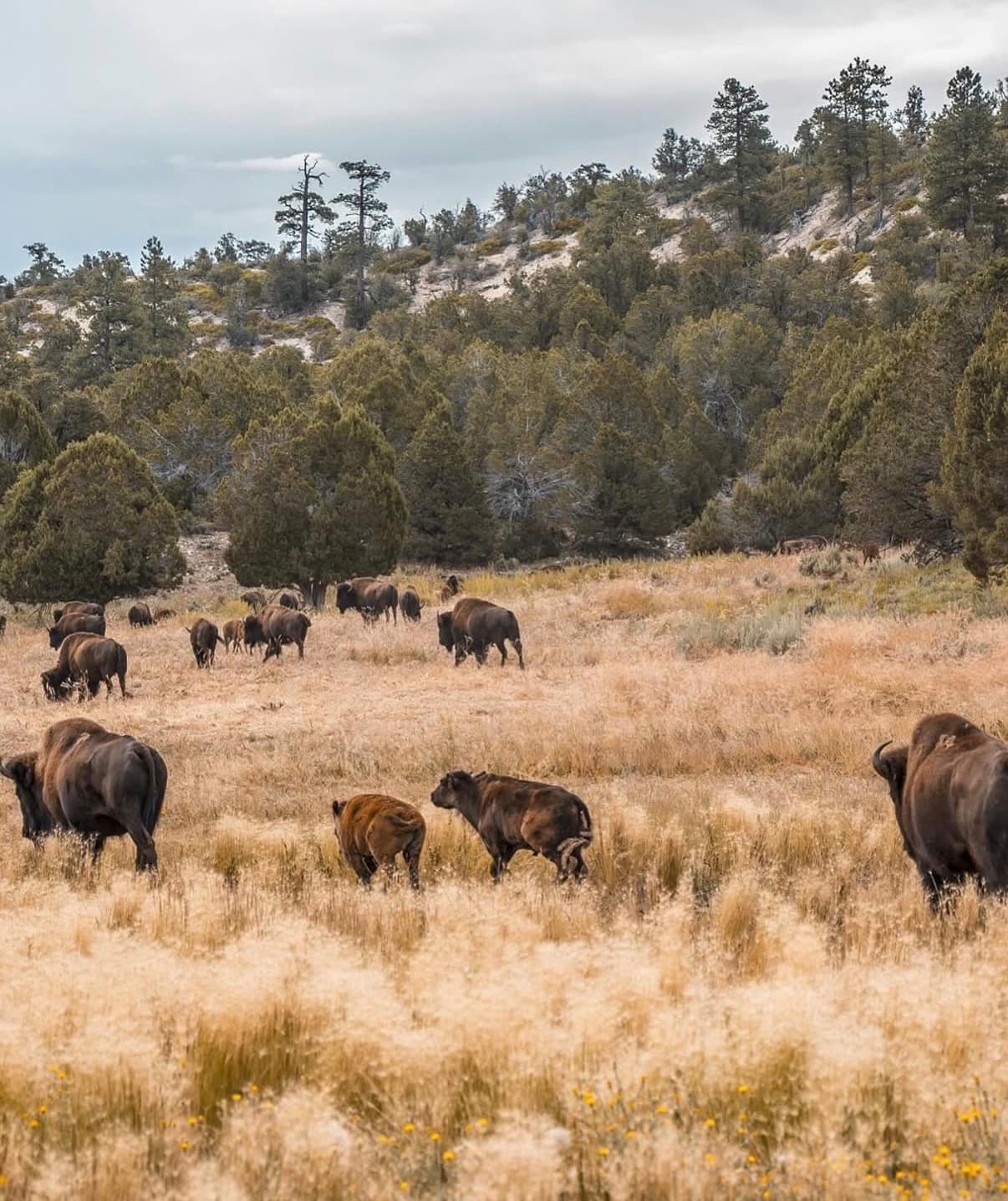 Bison grazing in tall golden grass below piñon hills