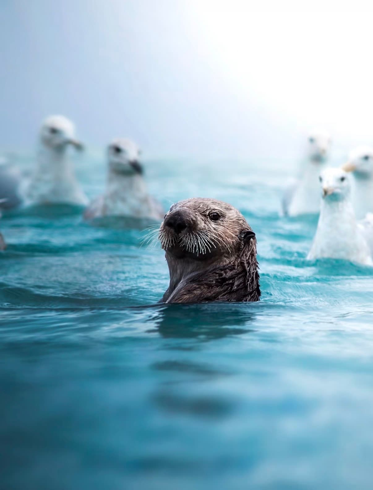 A sea otter looking up from the water with gulls behind it