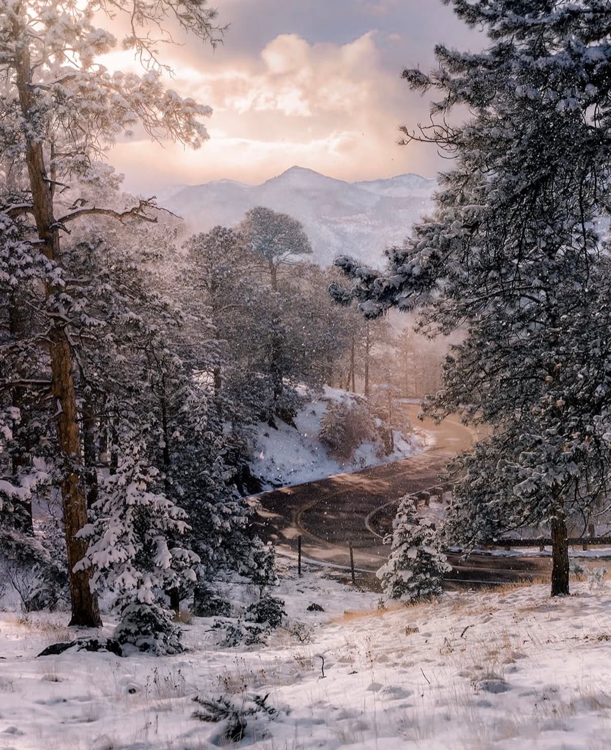 Snow-dusted pines above a mountain road with peaks in soft light