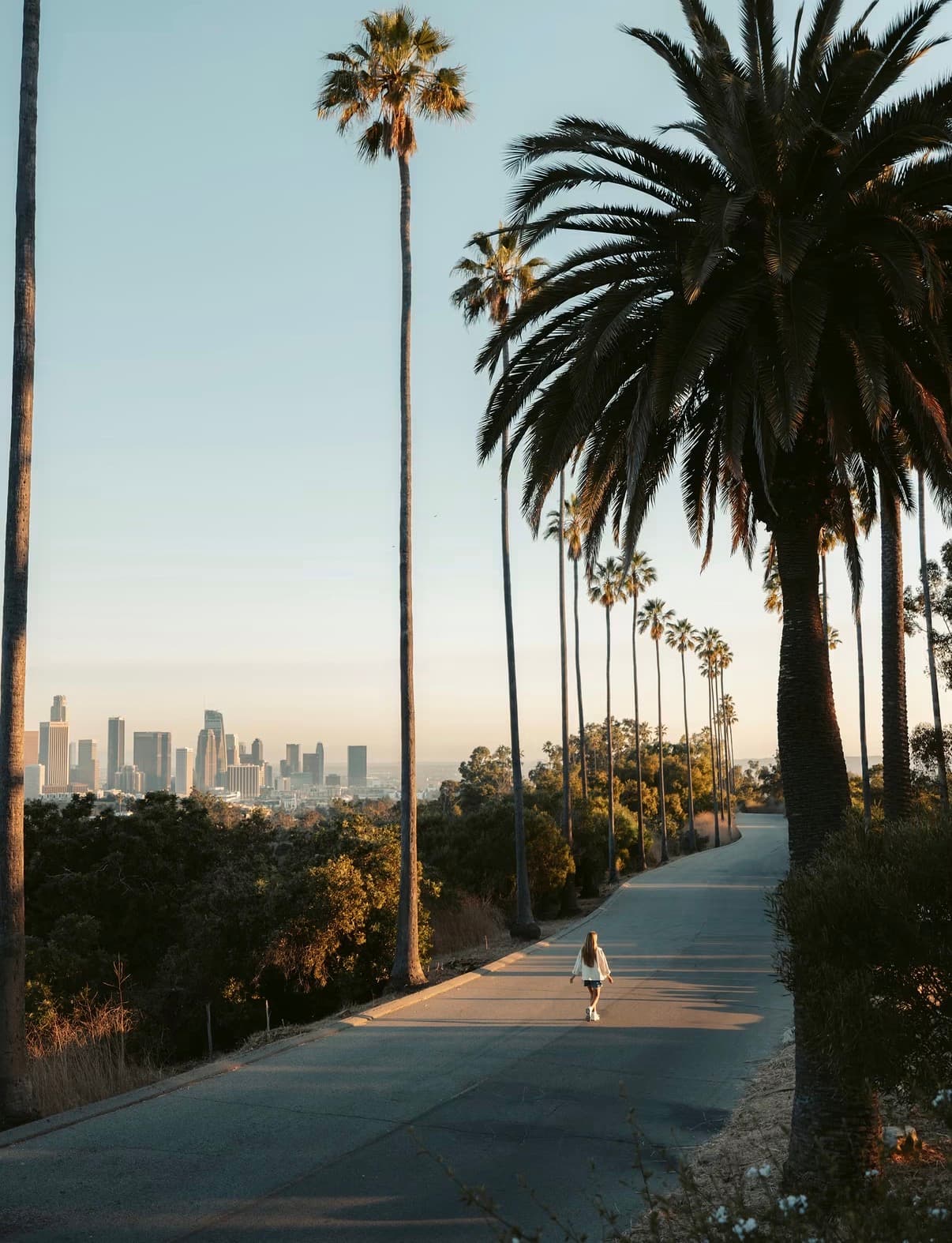 A walking path lined with palms leading toward the downtown skyline
