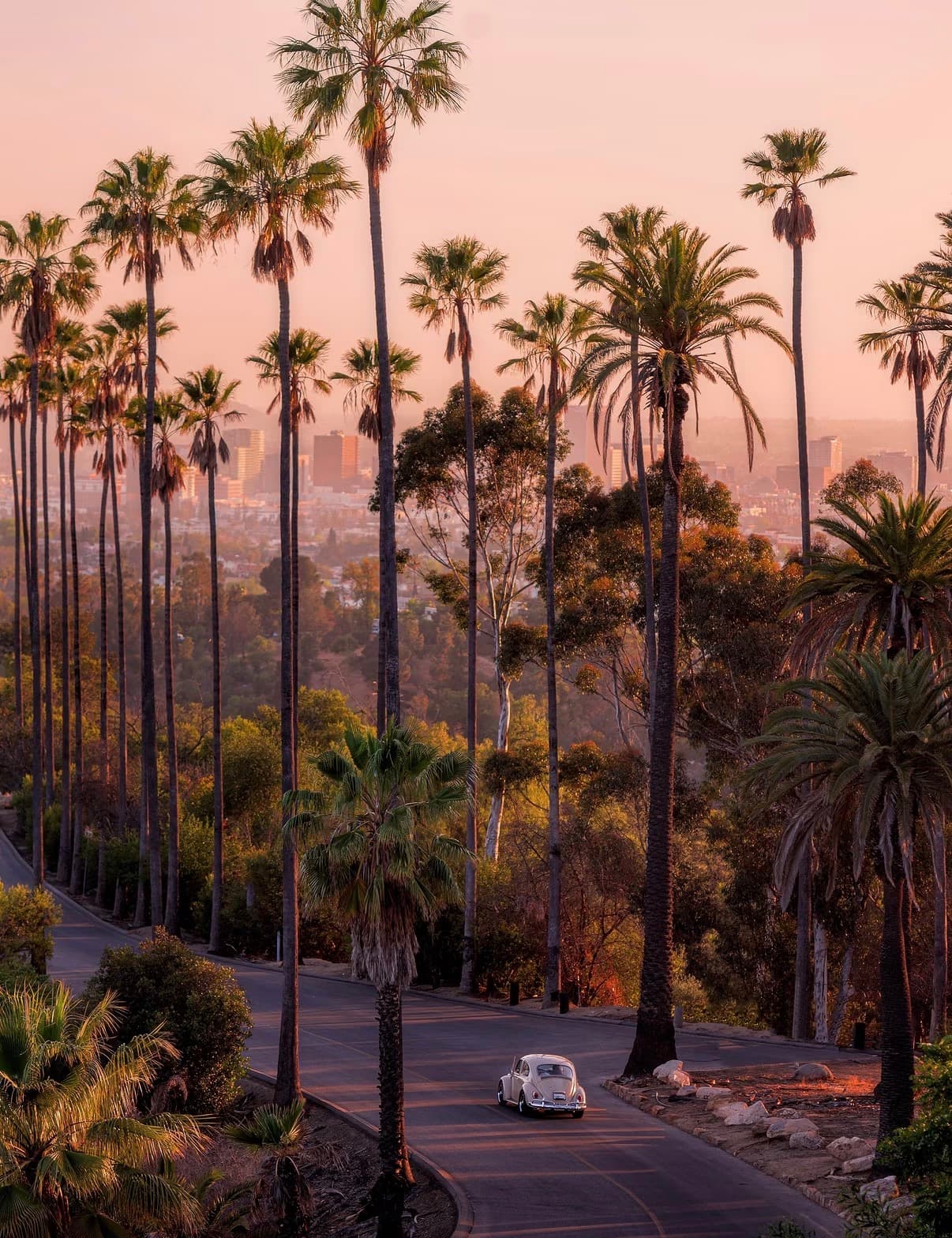 Rows of tall palms along a Los Angeles street under a pink sky