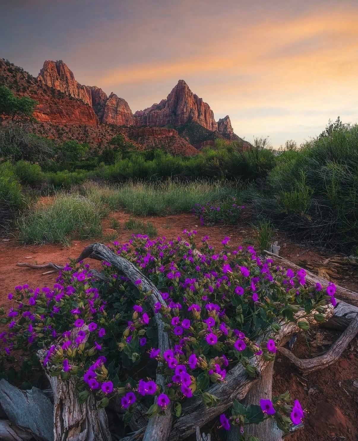 Purple wildflowers in the foreground below Zion's red peaks at dusk