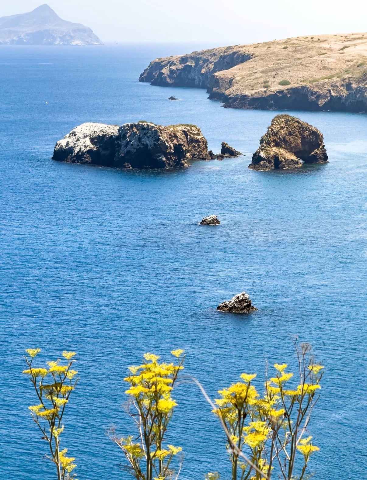 Yellow wildflowers above sea stacks and island cliffs in blue water
