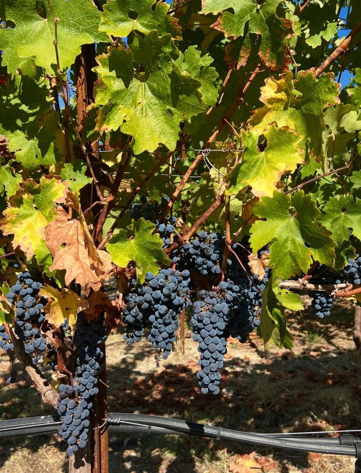 Ripe dark grapes hanging under autumn vine leaves