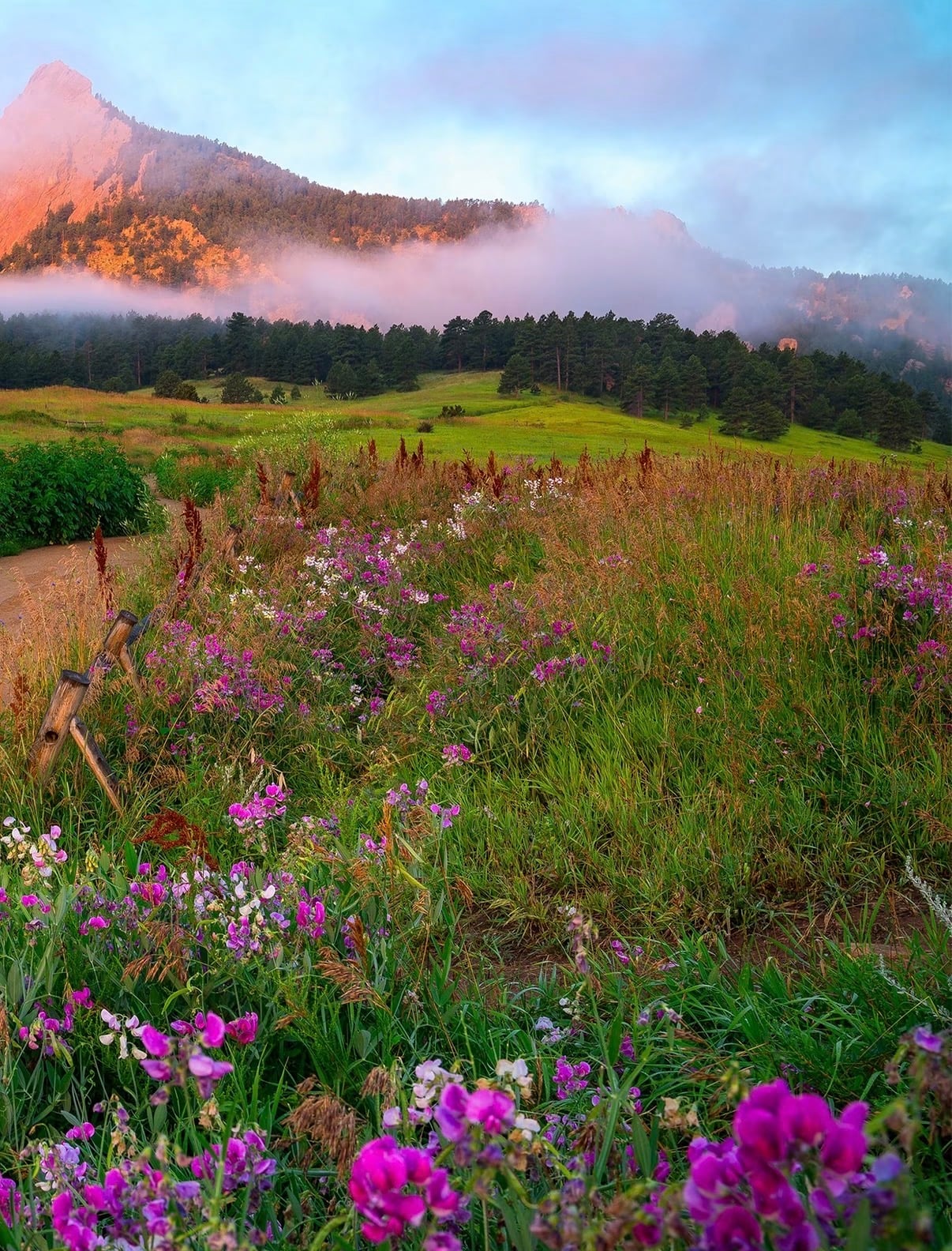 Purple wildflowers in a green meadow below a peak catching pink morning light