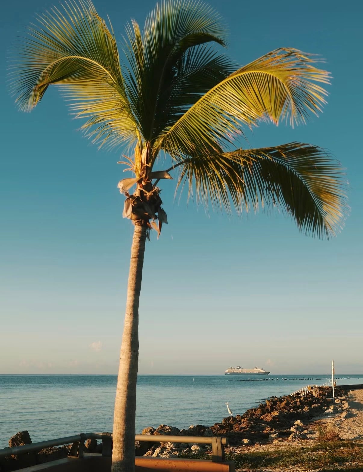 A palm above a rocky shore with a ship on the horizon