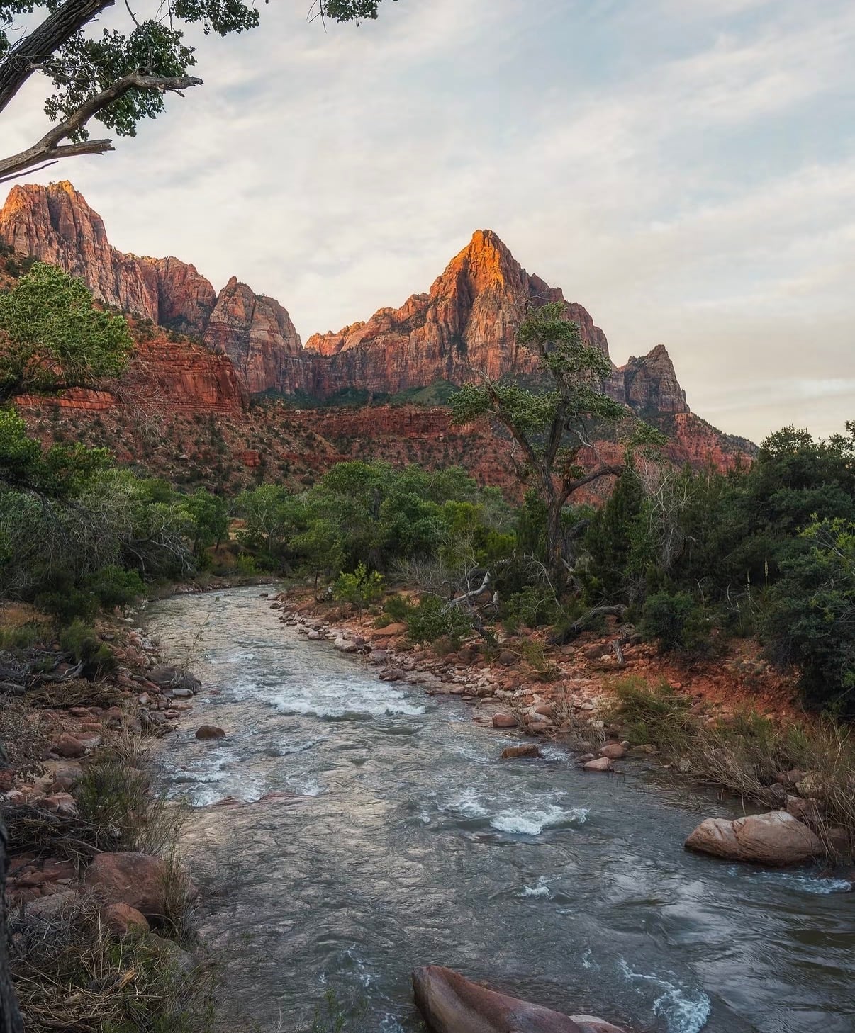 The Virgin River flowing toward the Watchman through green riverbanks
