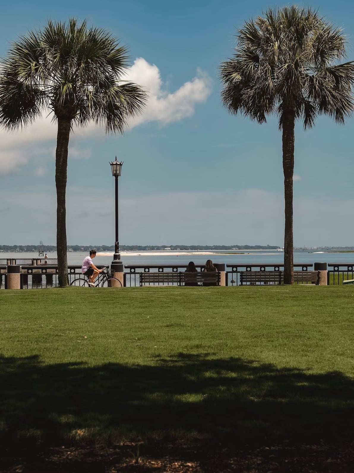 Palmettos, benches and a cyclist on the Charleston waterfront