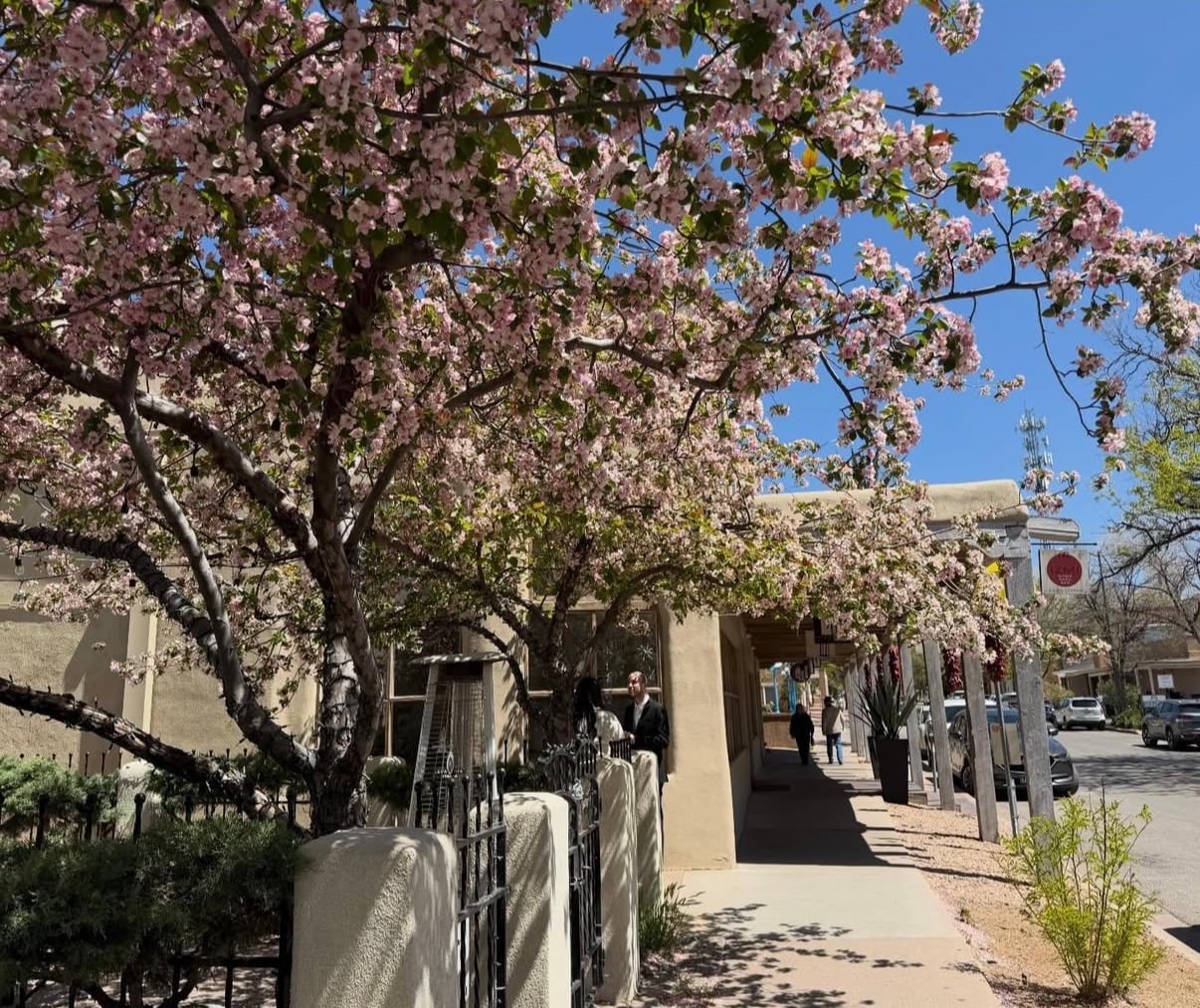 Blossoming trees over an adobe street in Santa Fe