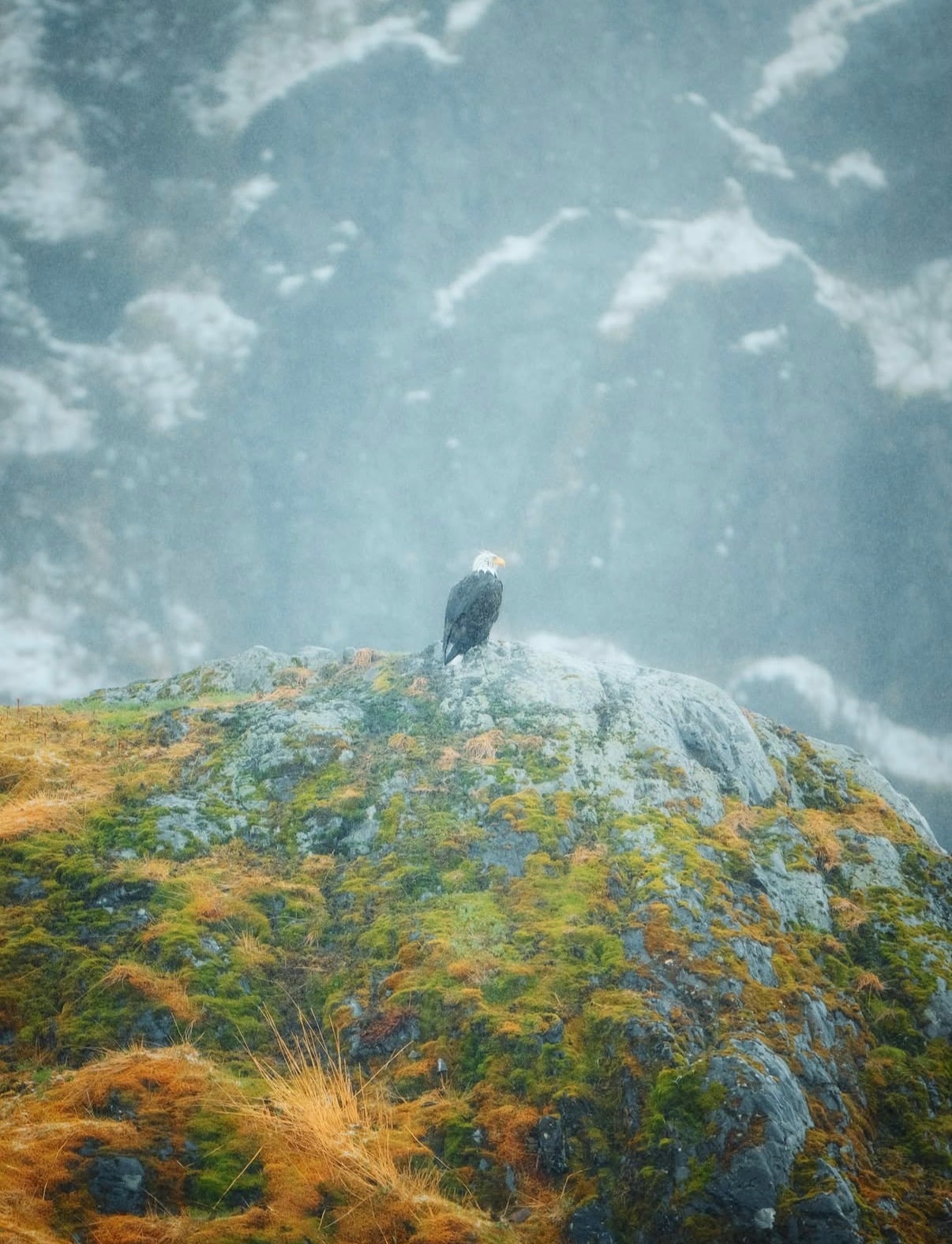 A bald eagle on a mossy rock above a fjord in falling snow