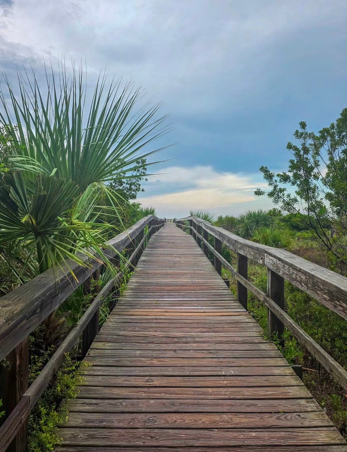 A wooden boardwalk through dune palms toward the beach