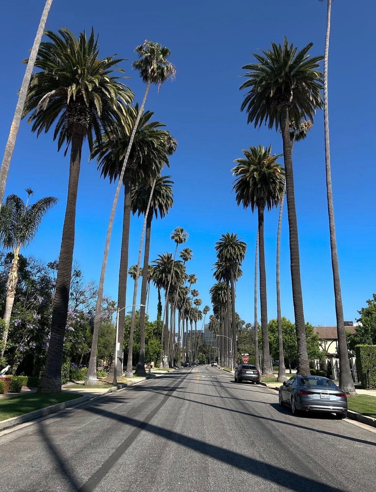 A palm-lined residential street under a clear blue sky