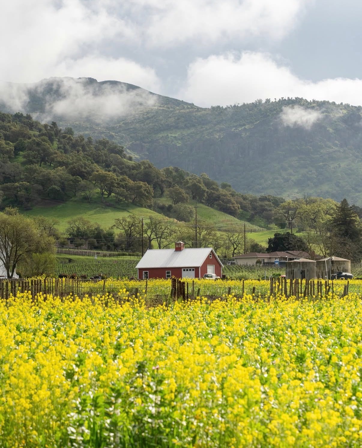 A red barn behind a field of yellow mustard flowers below misty hills