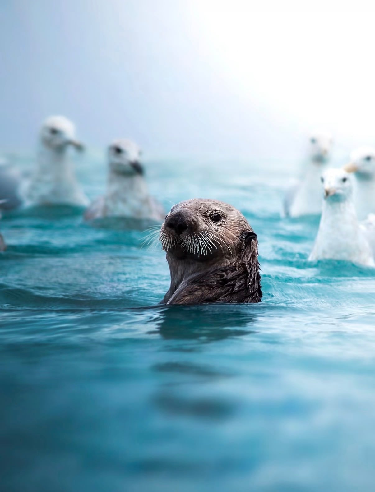 A sea otter looking up from the water with gulls behind it
