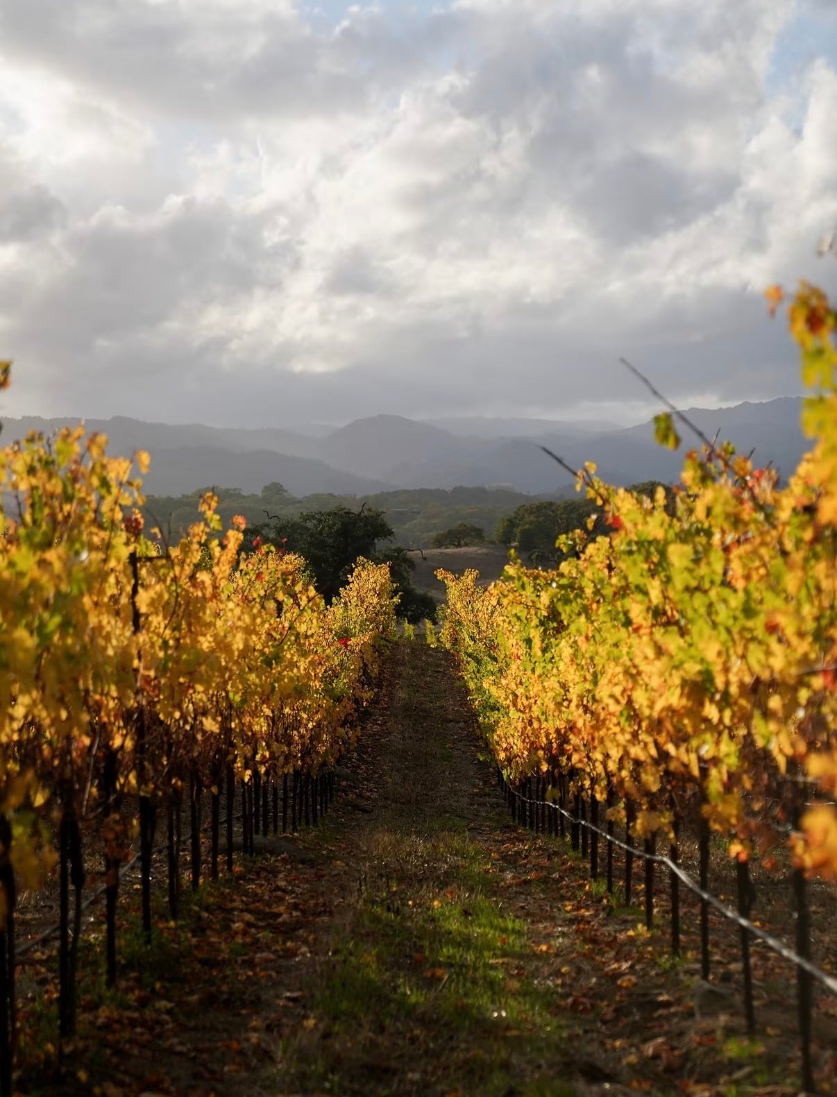 Rows of golden autumn vines running towards misty hills in Napa Valley