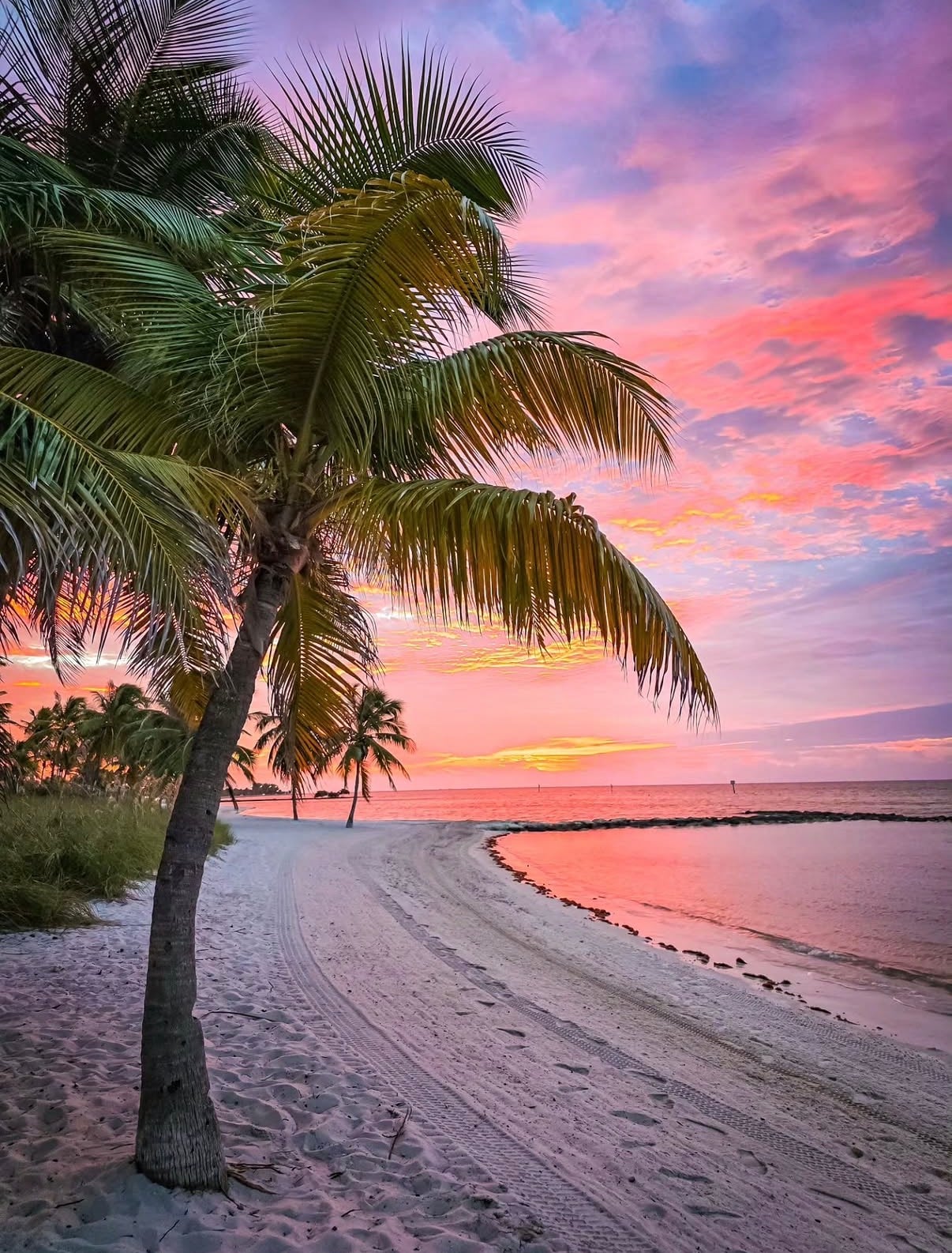 A palm leaning over a sandy Keys beach under a pink sunset sky