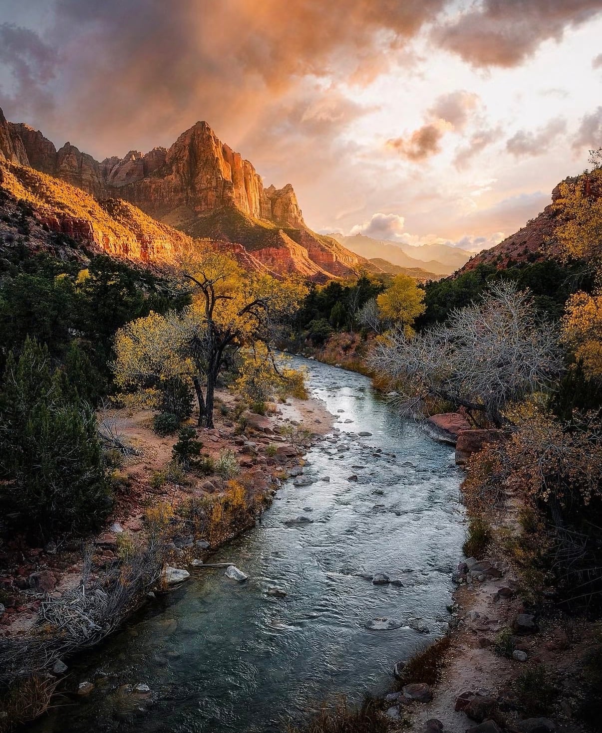 The Virgin River winding below the Watchman at golden hour