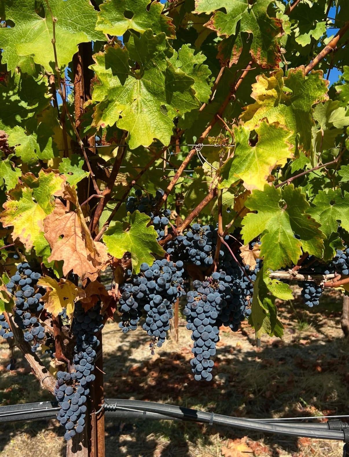Ripe dark grapes hanging under autumn vine leaves
